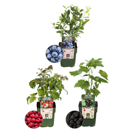 🍇 BIO Fruitplanten Mix ‘Vruchten Feestje’ (3 Stuks)