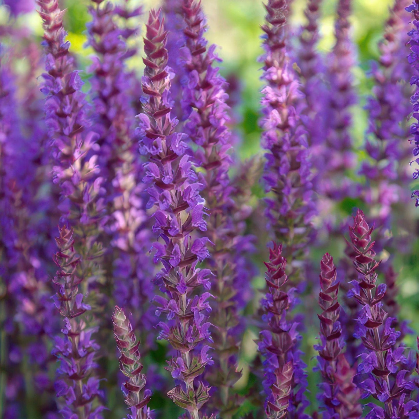 🌸 Salvia nemorosa ‘Ostfriesland’ – Salie (6 Stuks)