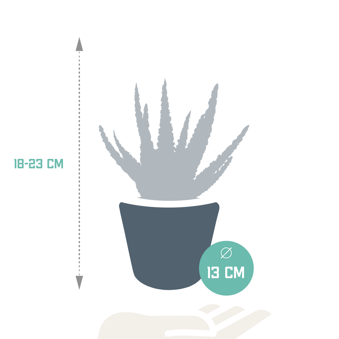 🌵 Aloë zebrina ‘Dannyz’ –  Witte pot