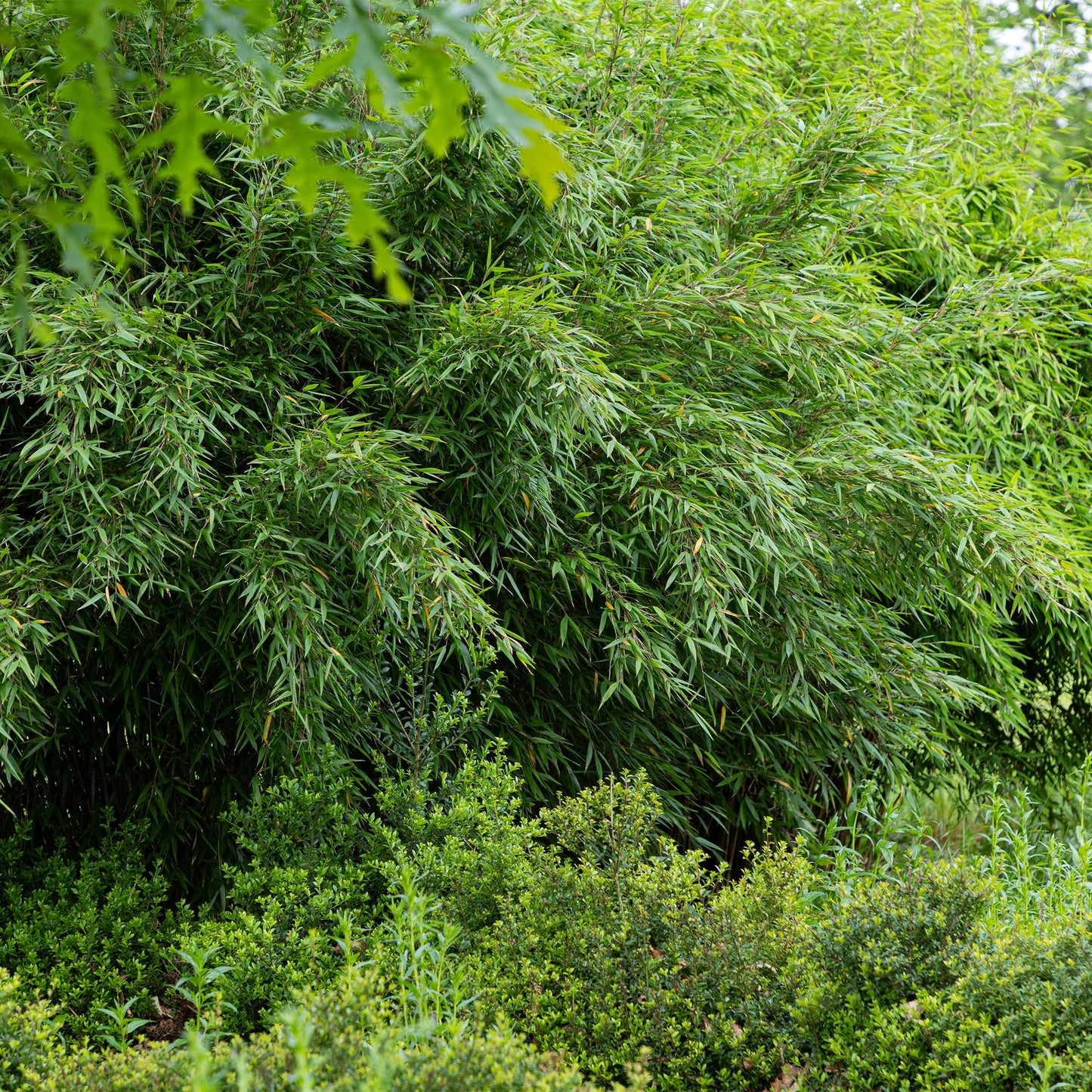 🌿 Bamboe ‘Fargesia Red Dragon’ – Niet Woekerende Bamboe