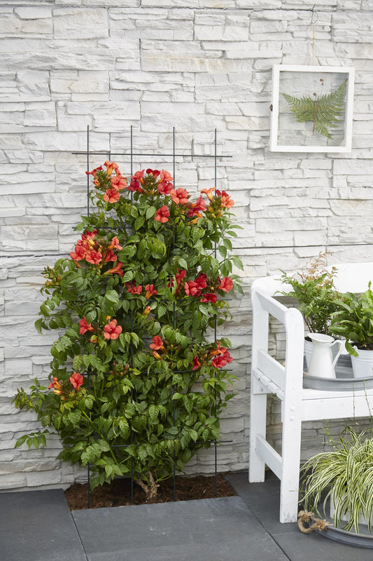 🌺 Campsis ‘Summer Jazz Fire Trumpet’ – Trompetbloem (2 Stuks)