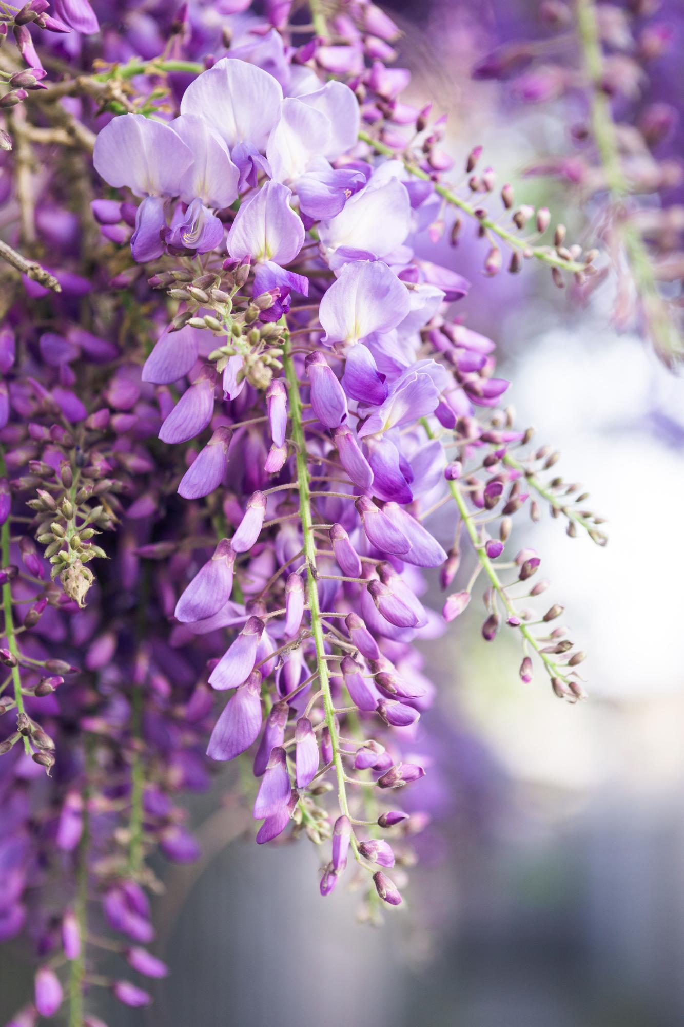 💜 Wisteria floribunda ‘Naga Noda’ – Paarse Blauwe Regen
