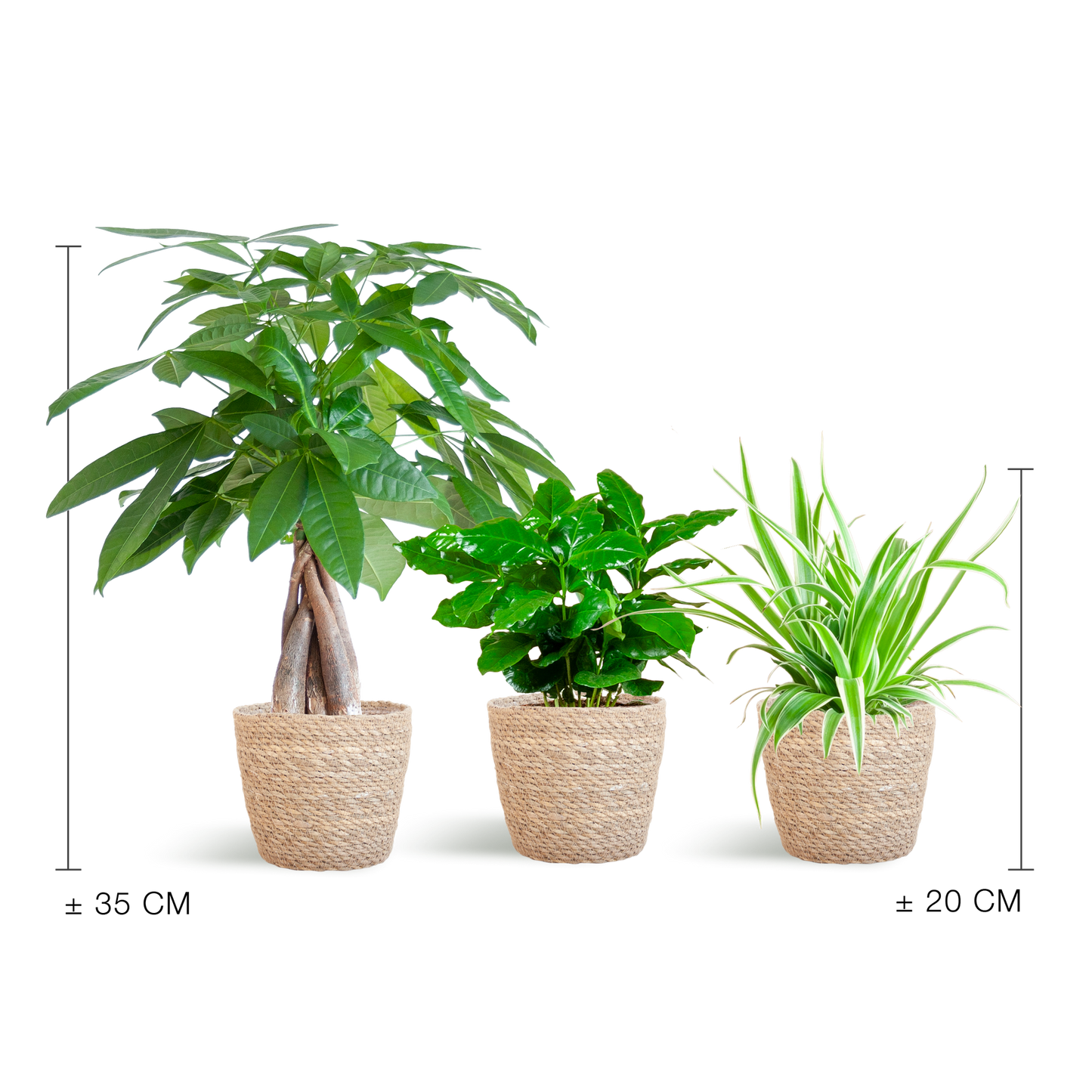 🐾 Diervriendelijke Plantenbox – Klein met Mand Sofia Naturel  (3 stuks)