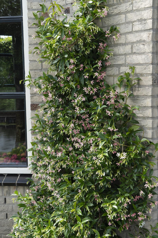 🌸 Trachelospermum ‘Star of Ibiza’ – Toscaanse Jasmijn Roze | (2 stuks)