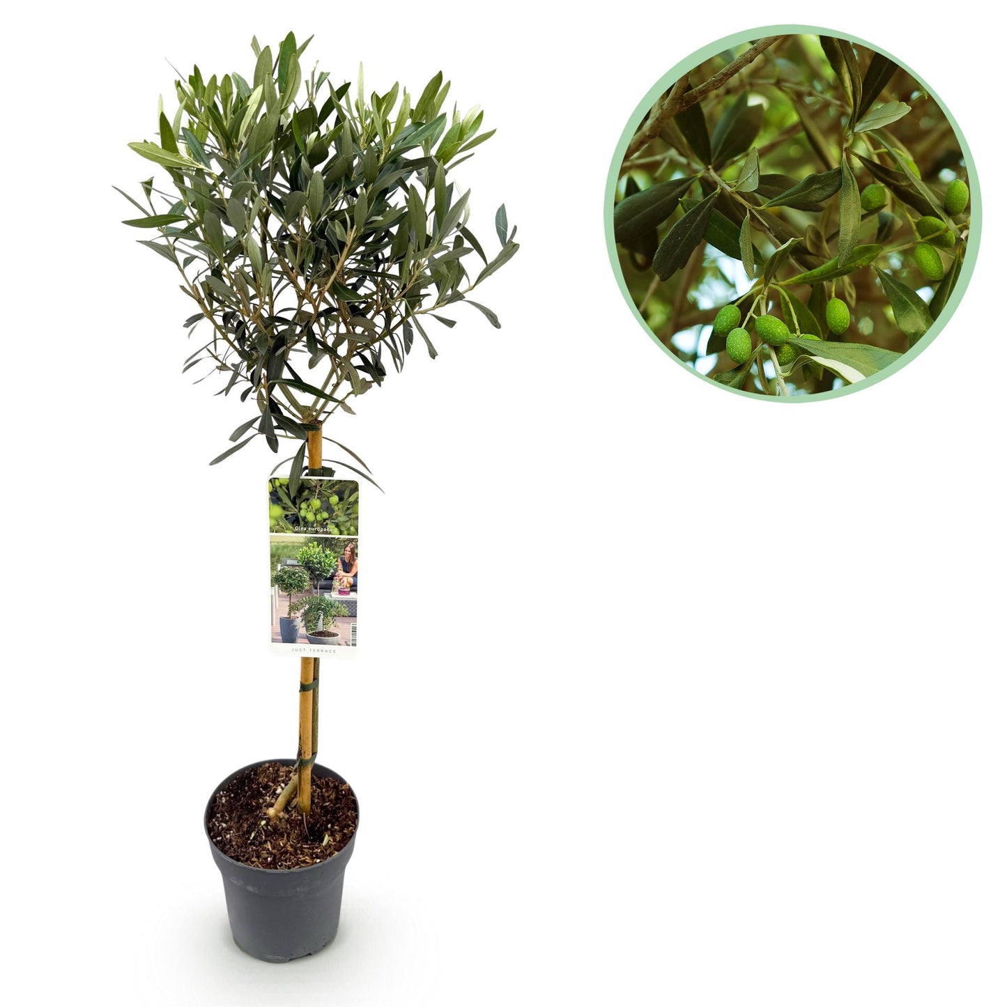 🌳 Olea europaea – Olijfboom op Stam
