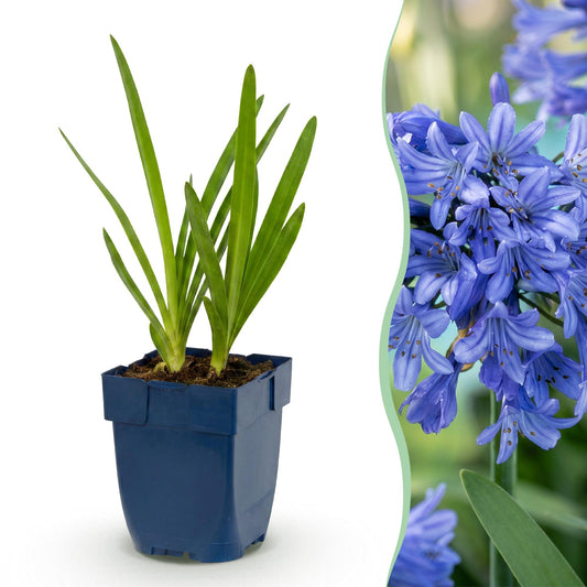 🌿 Agapanthus africanus – Blauwe Afrikaanse Lelie | 3 stuks