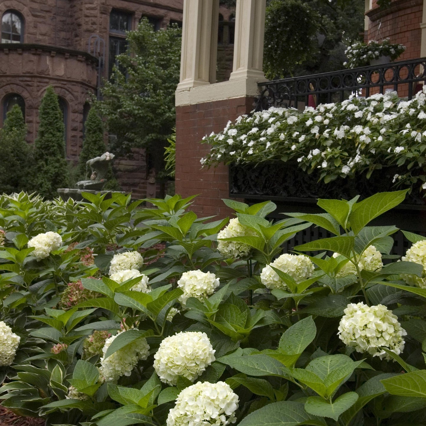 🌸 Hydrangea ‘Endless Summer – The Bride’ | Hortensia (8 Stuks)