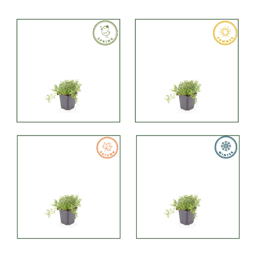🌿 Thymus serpyllum – 6x Set | Compact Kruiptijm voor Tuin & Terras