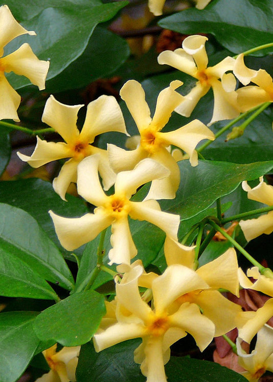 🌼 Trachelospermum ‘Star of Toscana’ – Toscaanse Jasmijn Geel