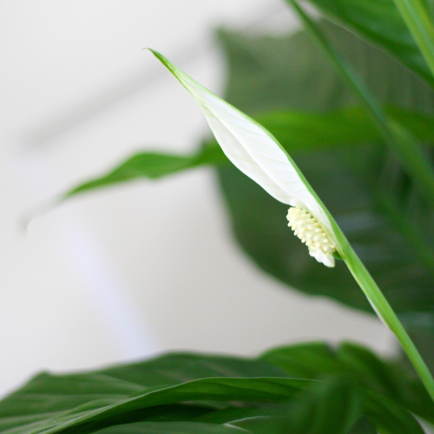 🤍 Spathiphyllum – Lepelplant met Vibers Pot Grijs