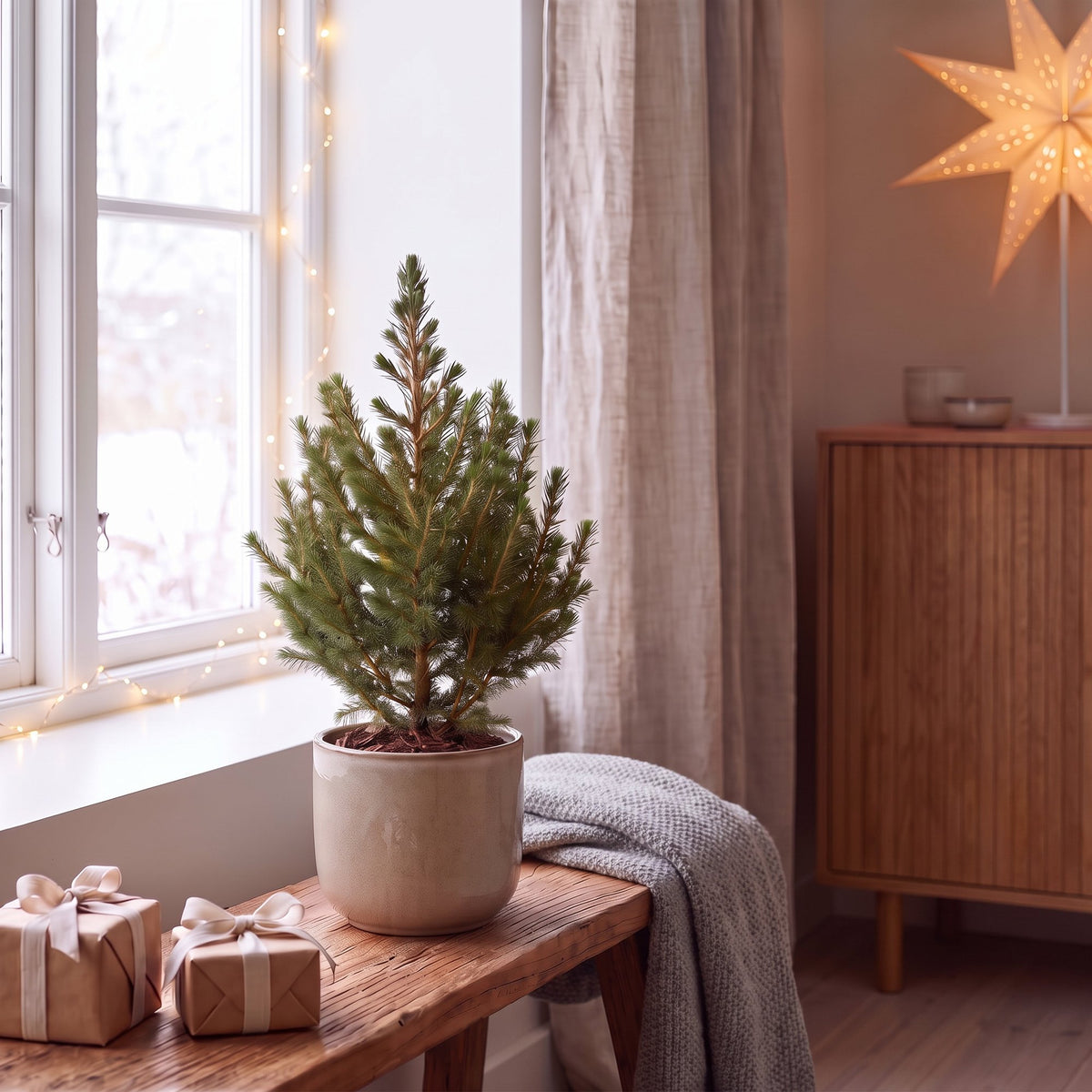 🎄 Picea glauca ‘Conica’ – Groene kegelspar | (2 stuks)