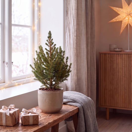 🎄 Picea glauca ‘Conica’ – Groene kegelspar | (2 stuks)
