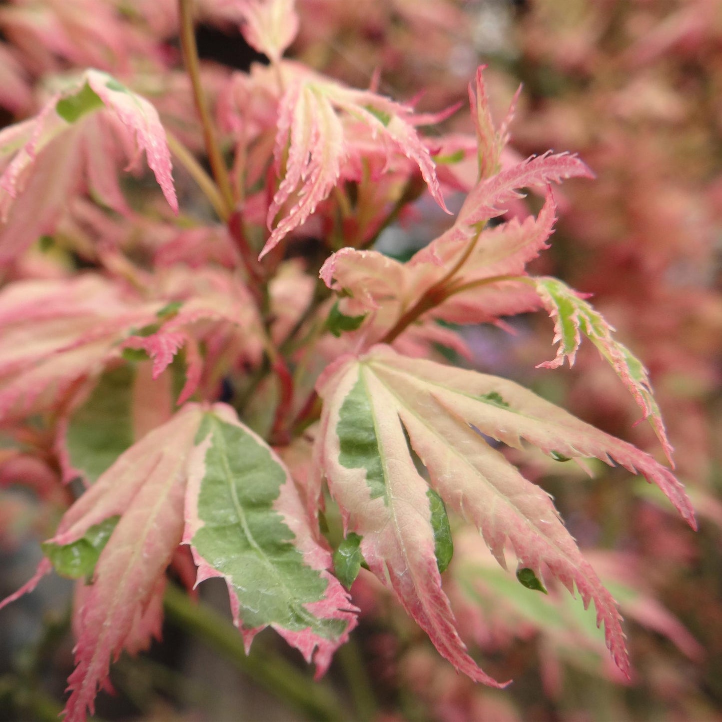 🌳 Acer palmatum ‘Iyoshi’ – Japanse Esdoorn (2 Stuks)