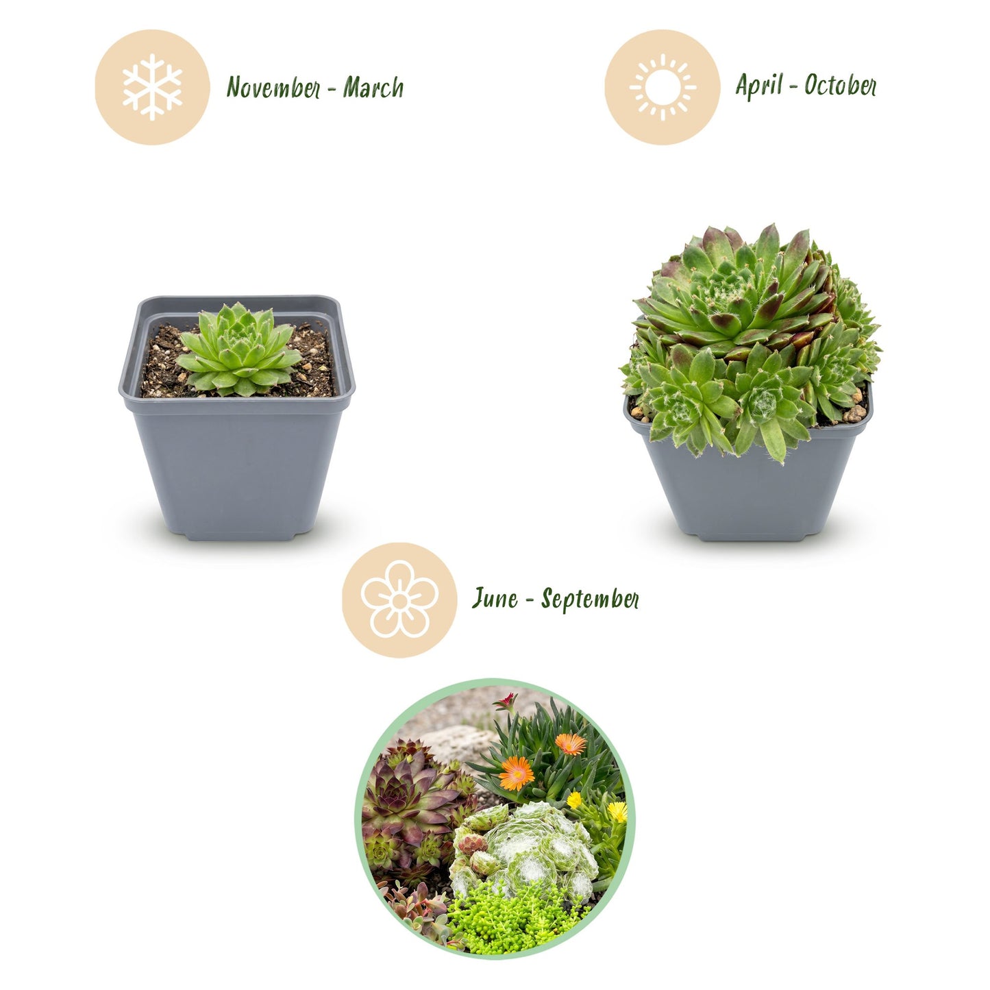 Alpine Mix – Winterharde Rotsplantenmix | (12 stuks)