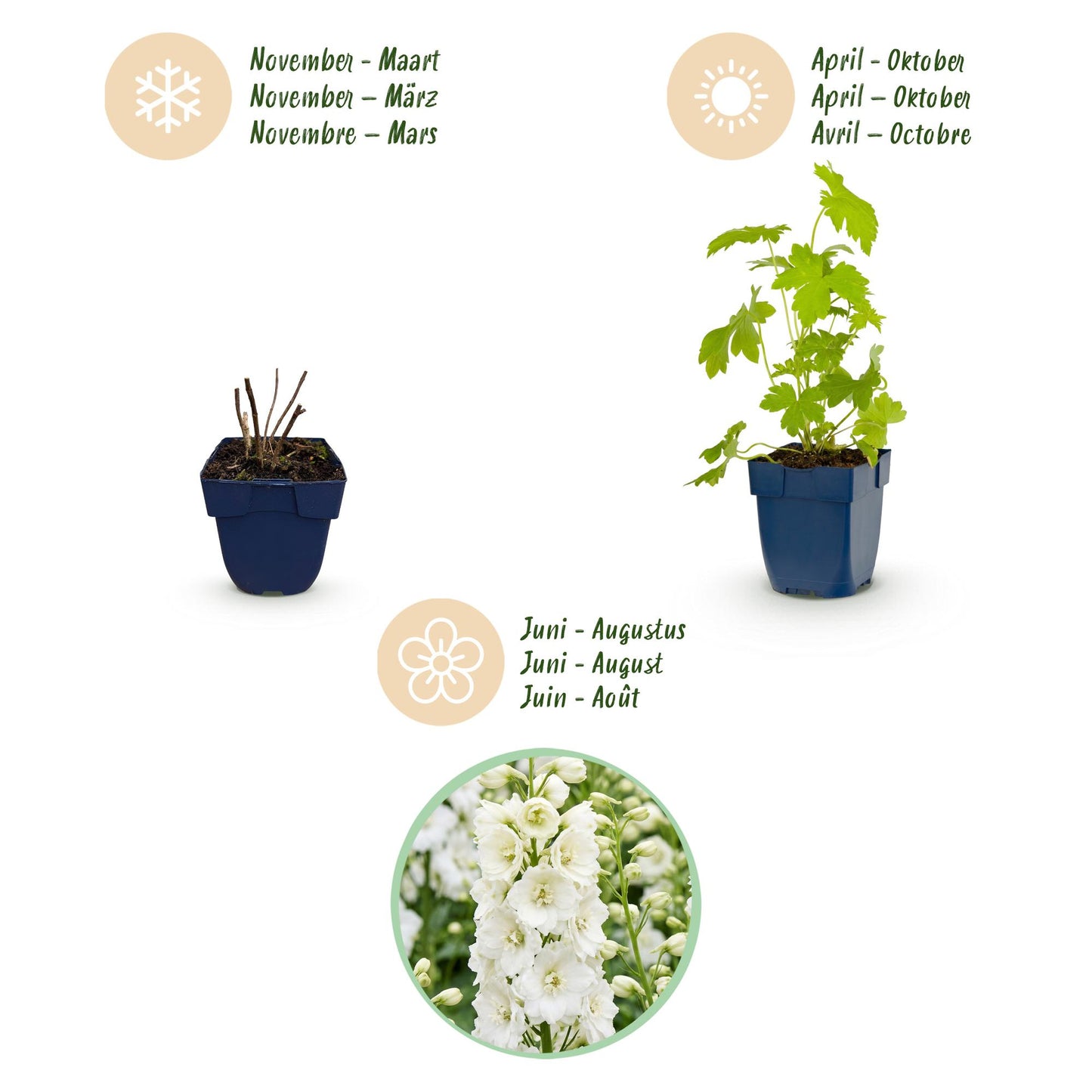 🌿 Delphinium (Pacific) 'Galahad' – Witte Ridderspoor | 3 stuks