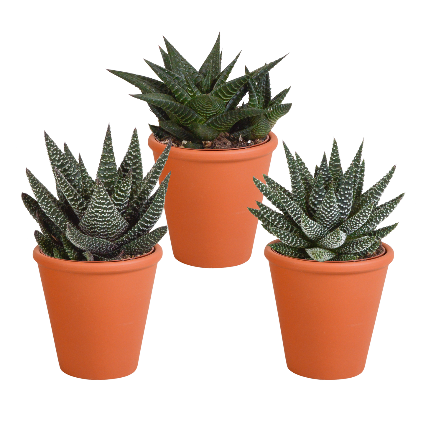 🌵 Gasteria & Haworthia Mix – Terracotta pot (3 stuks)