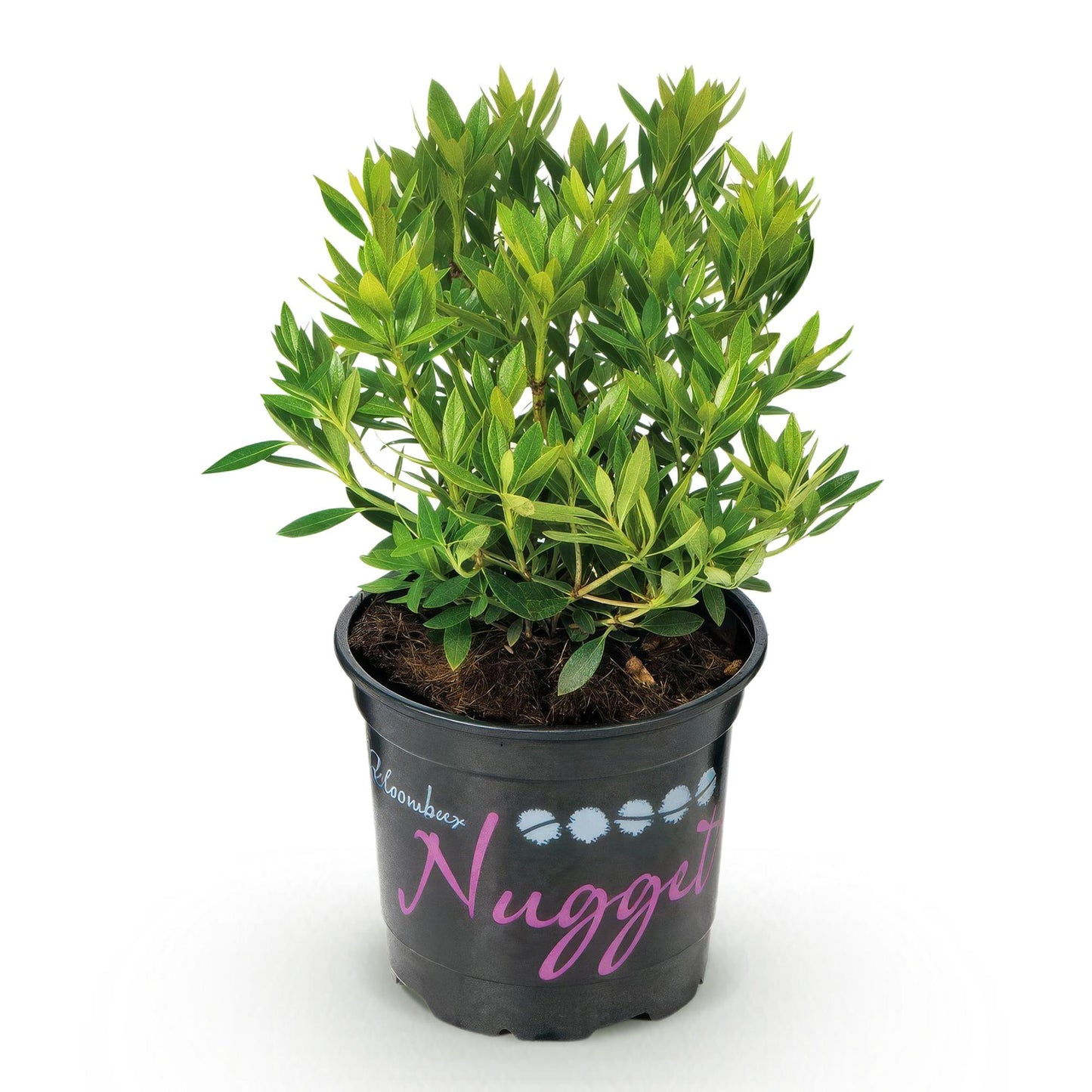 🌸 Dwerg Rhododendron ‘Bloombux Light Pink’ – Bloeiende Buxus