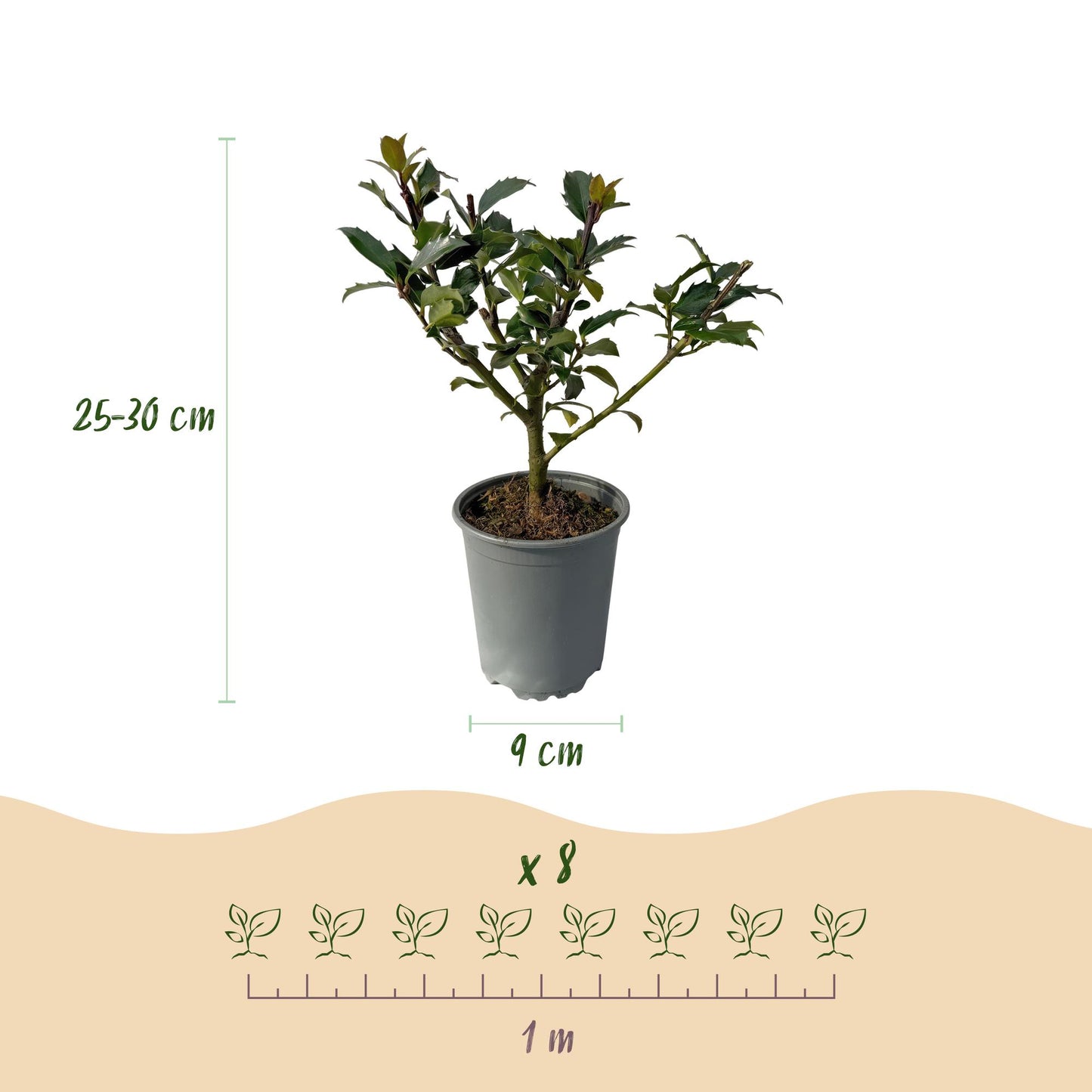 🌿 Ilex Blue Maid | Groenblijvende Haagplant (8 Stuks)