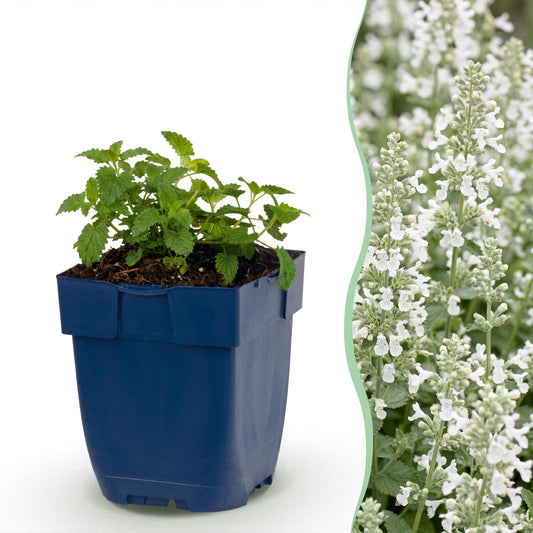 🌿 Nepeta × faassenii 'Snowflake' – Wit Kattenkruid | 3 stuks