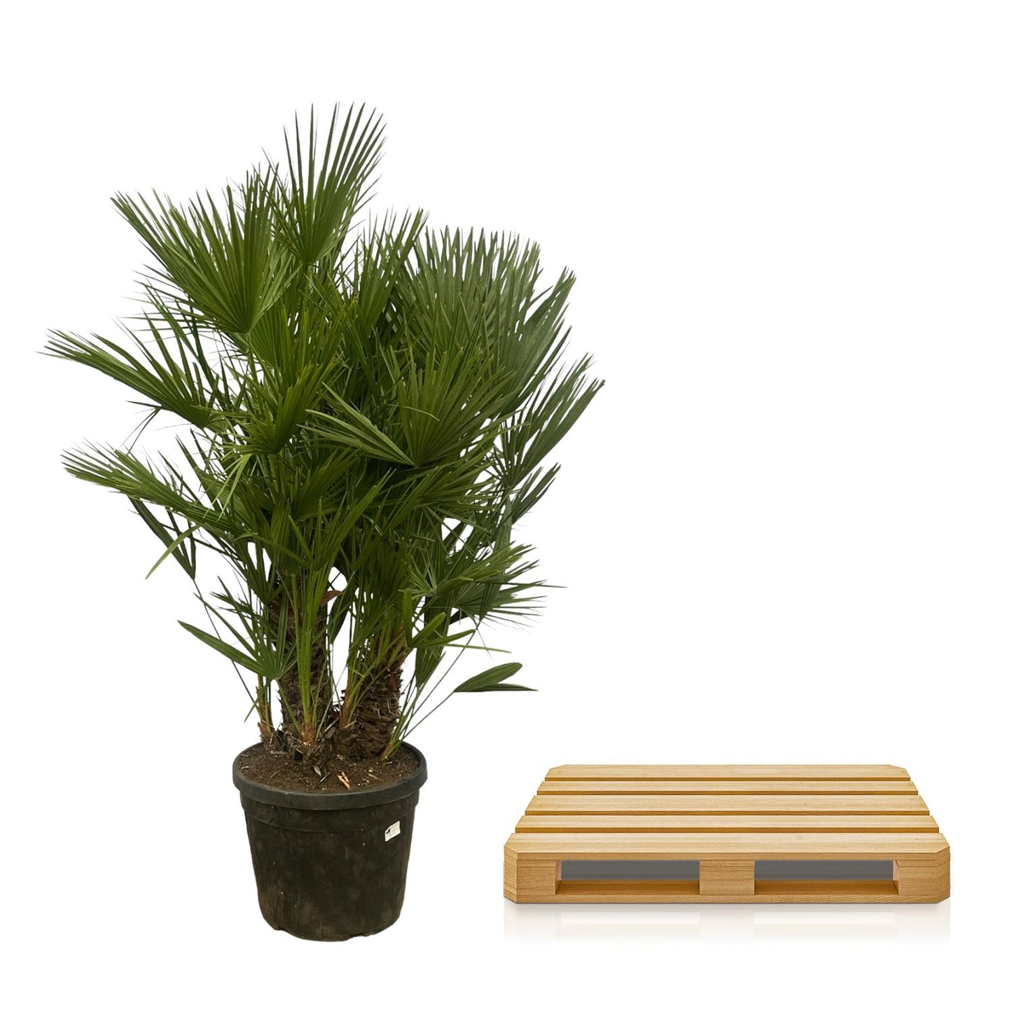 🌴 Chamaerops Humilis Multi Stam – Mediterrane Europese Dwergpalm