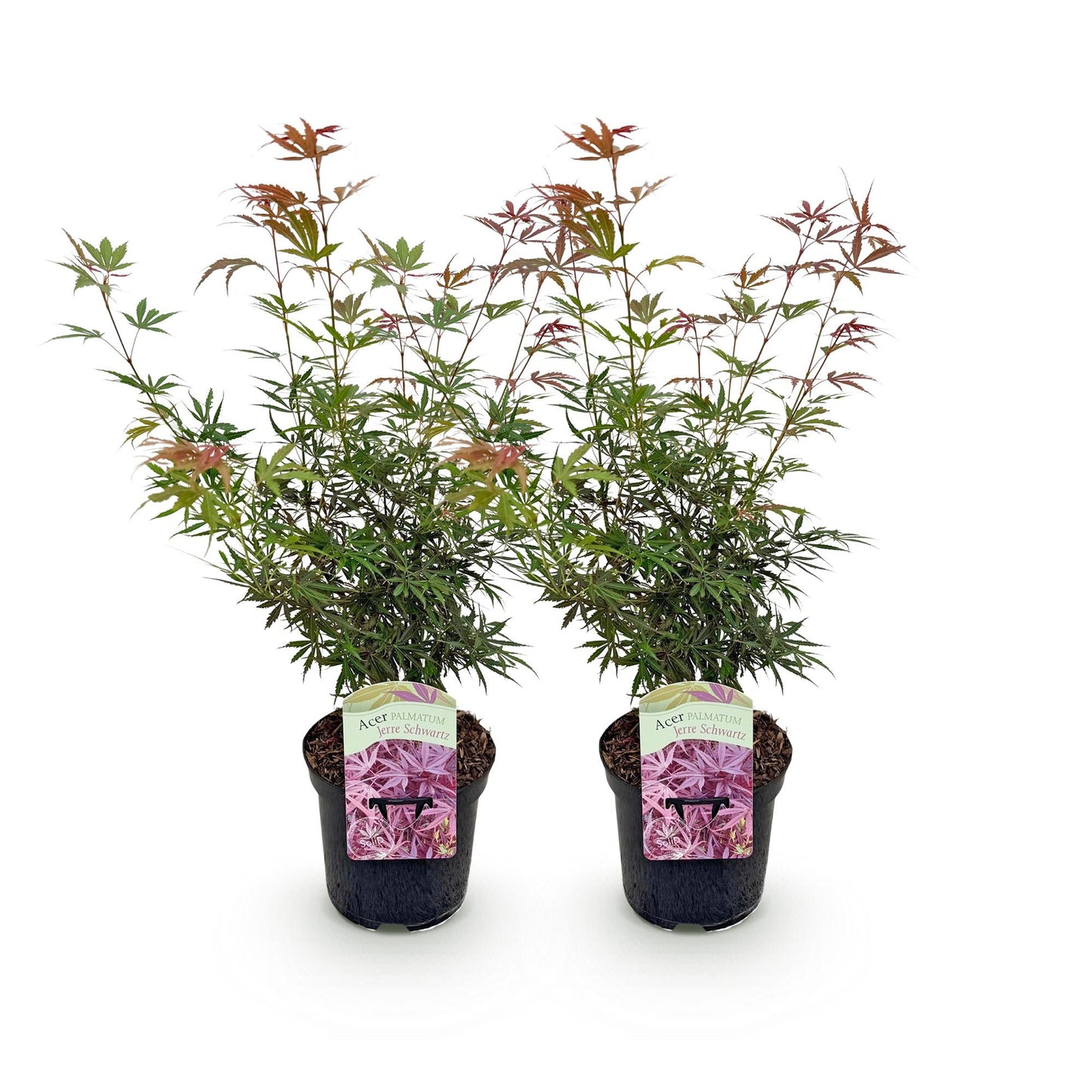 🌳 Acer palmatum ‘Jerre Swarts’ – Japanse Esdoorn (2 Stuks)