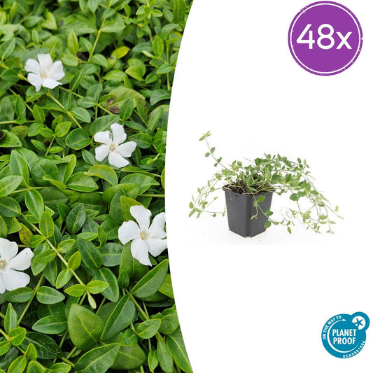 🌿 Vinca minor ‘Gertrude Jekyll’ – Winterharde Witte Bodembedekker (48 stuks – ca. 4–8 m²)