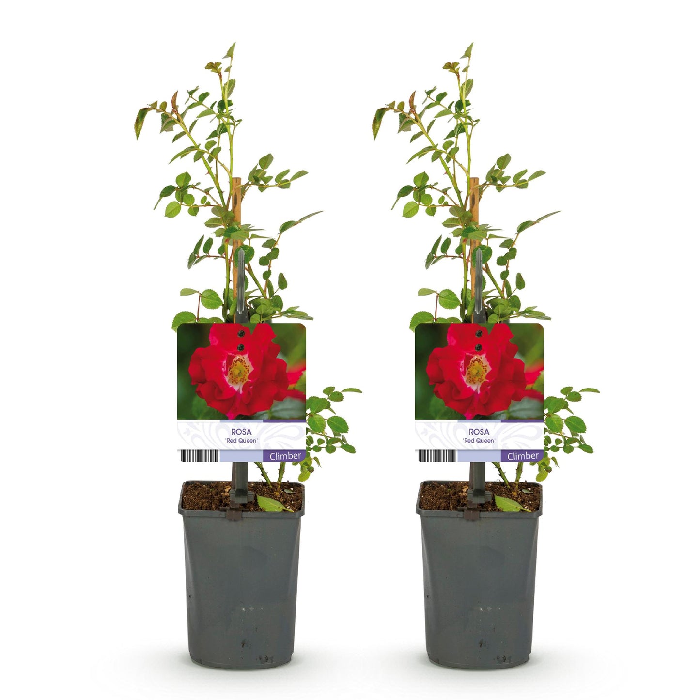❤️ Rosa ‘Red Queen’ – Klimroos (2 Stuks)