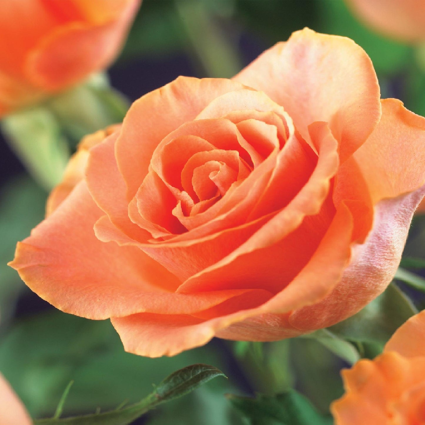 🧡 Rosa ‘Orange Climber’ – Klimroos (2 Stuks)