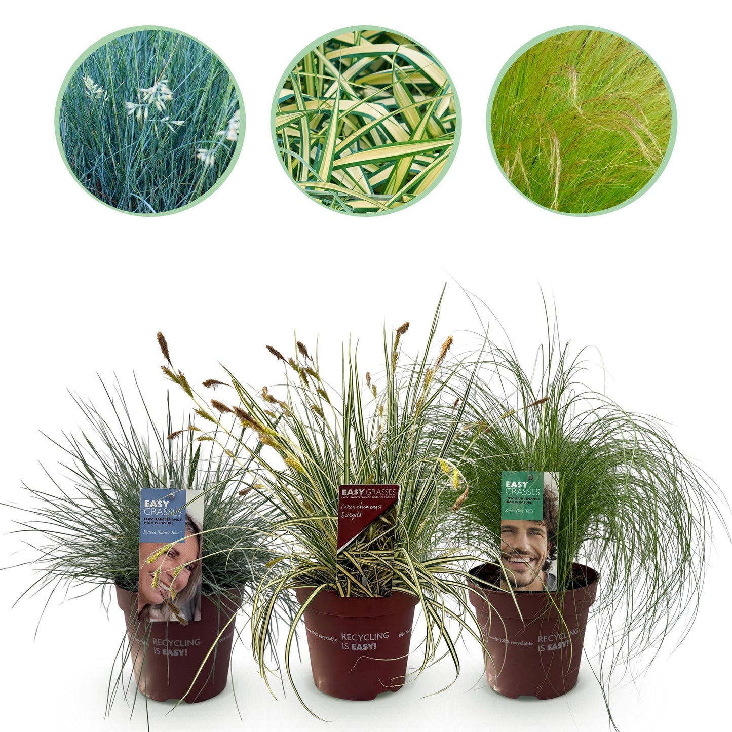 🌾 Siergrassen Mix – Blauw, Geel & Groen | (3 stuks)