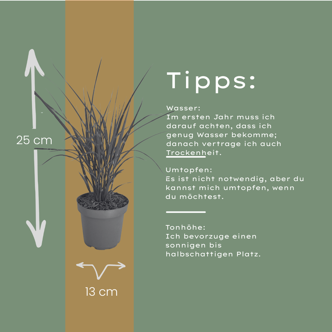 🌾 Miscanthus sinensis 'Zebrinus' – Zebragras | 3 stuks