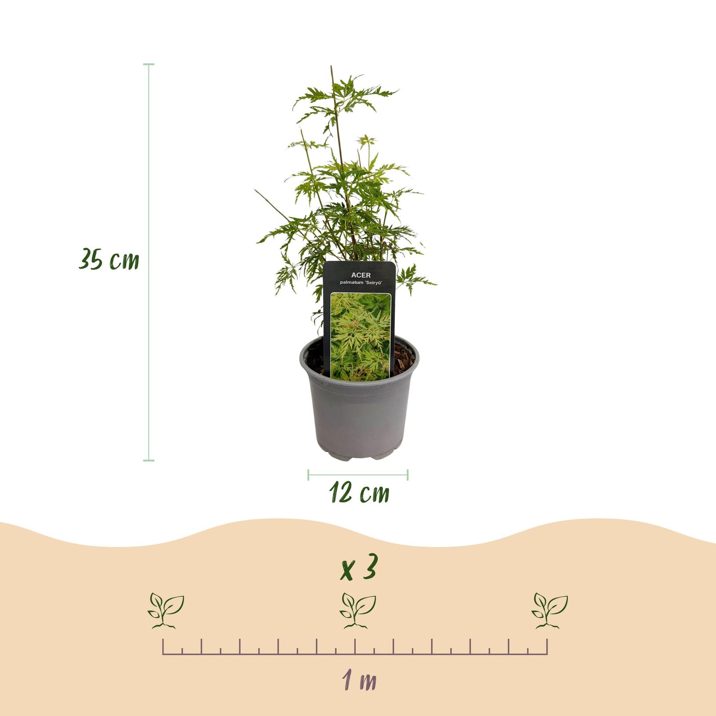🍁 Acer palmatum ‘Seiryu’ – Japanse Esdoorn Groen (3 stuks)