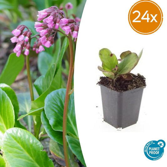 🌿 Bergenia ‘Herbstblüte’ – Wintergroene Bloeiende Bodembedekker (24 stuks)