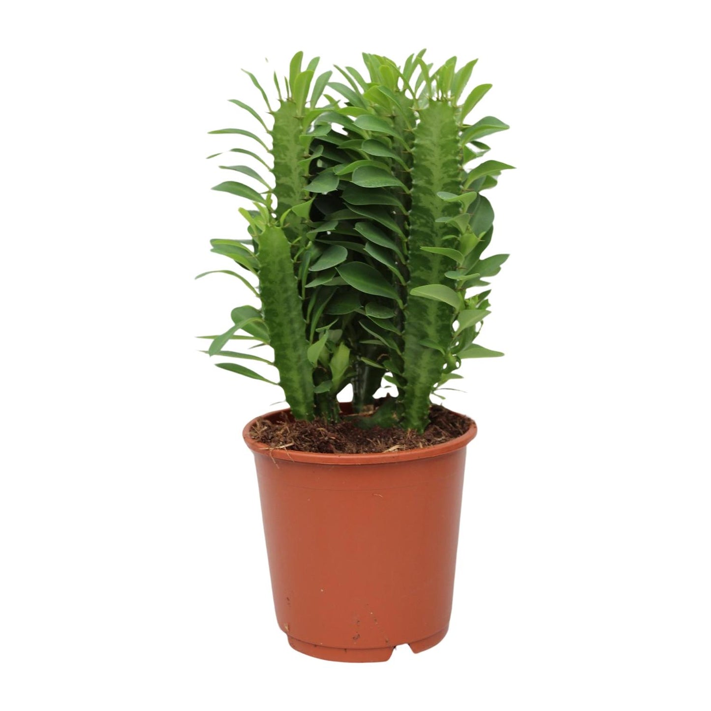 🌵 Euphorbia Trigona | Afrikaanse Melkboom