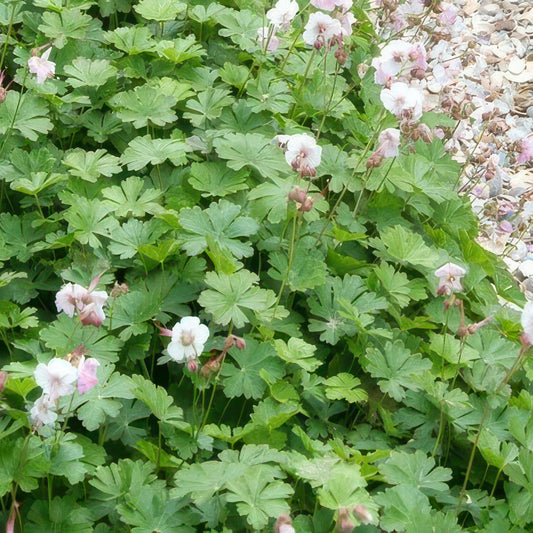 🌸 Geranium ‘Biokovo’ – Winterharde Bloeiende Bodembedekker (6 stuks)