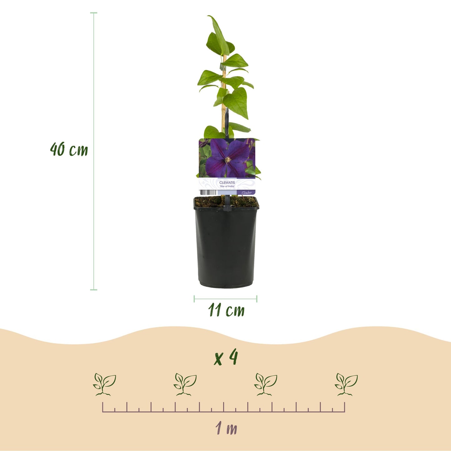 🌸 Clematis ‘Star of India’ – Klimplant (2 Stuks)