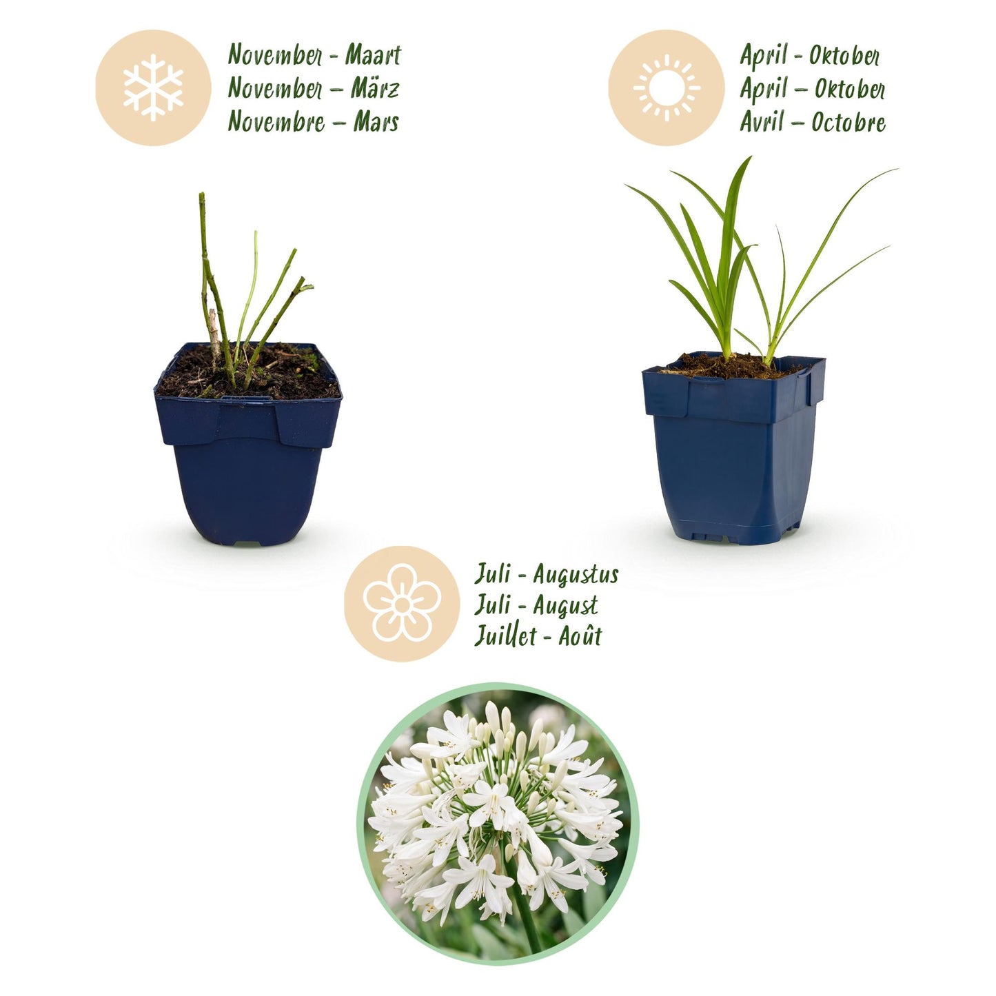🌿 Agapanthus africanus 'Albus' – Witte Afrikaanse Lelie | 3 stuks