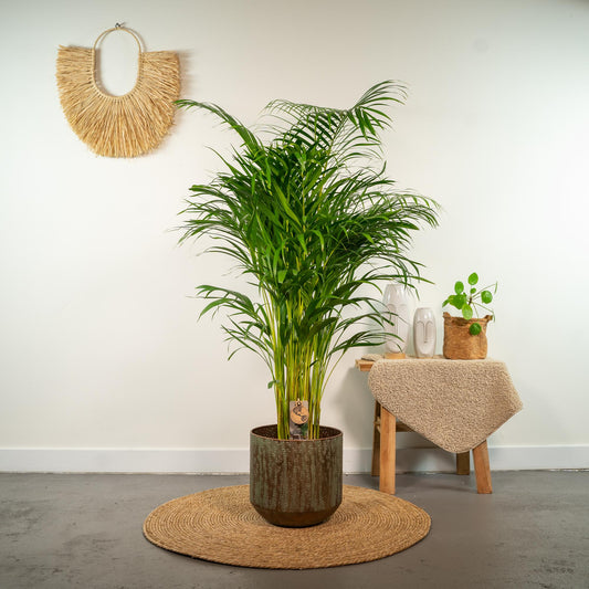 🌴 Areca Palm – Luchtzuiverende Tropische Kamerplant