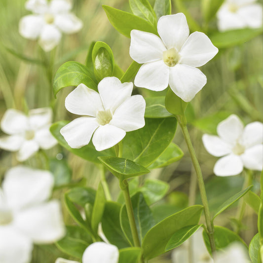 🌿 Vinca minor ‘Alba’ – Winterharde Witte Bodembedekker (6 stuks)
