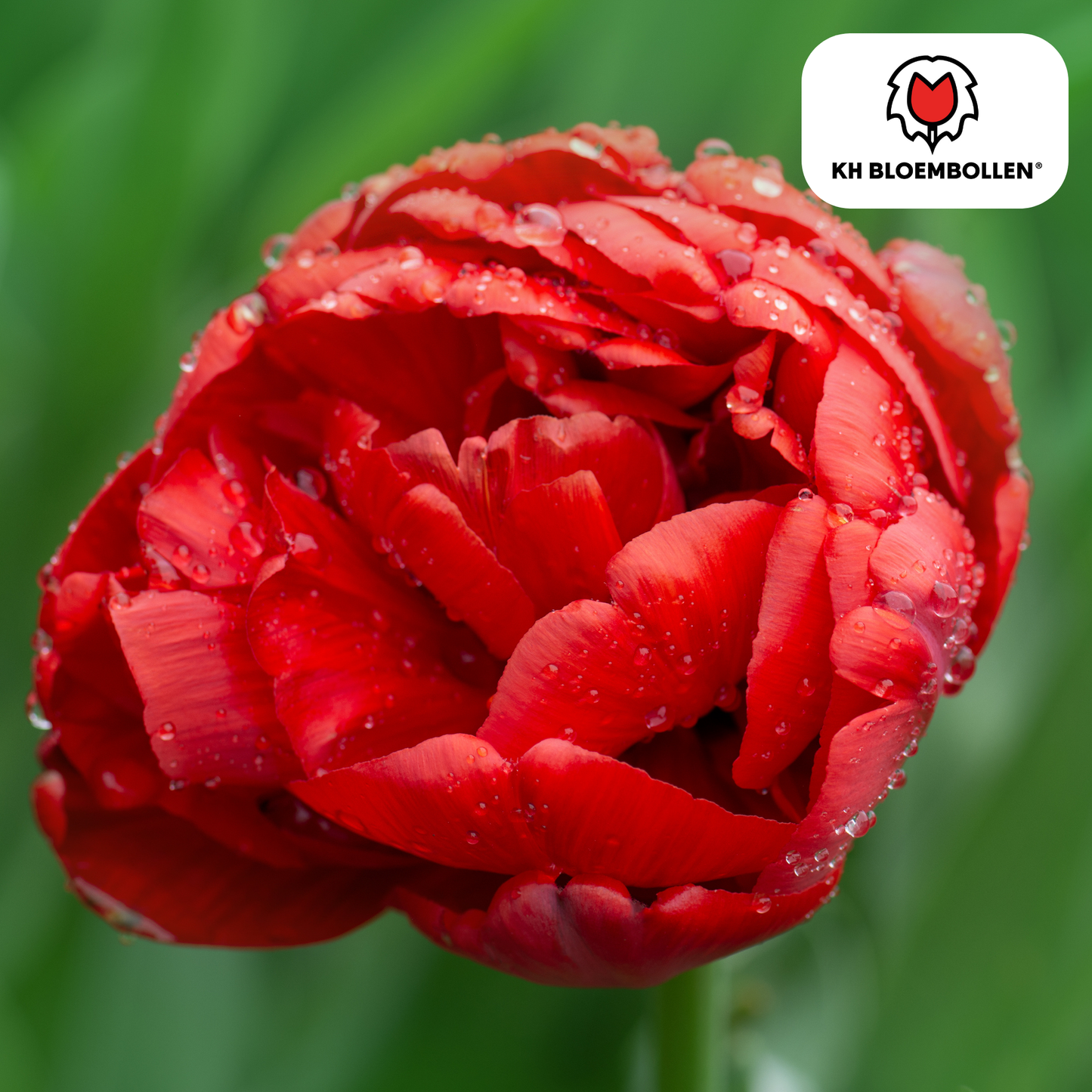 🌷 Tulpenbollen ‘Bombastic Red’ – Rode Dubbelbloemige Pioentulp (20 Stuks)