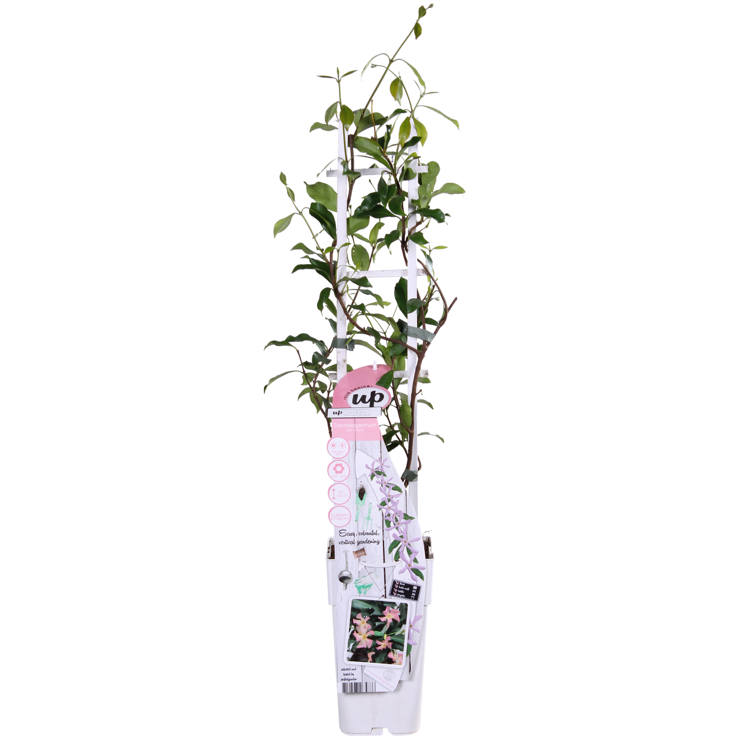 🌸 Trachelospermum ‘Star of Ibiza’ – Toscaanse Jasmijn Roze