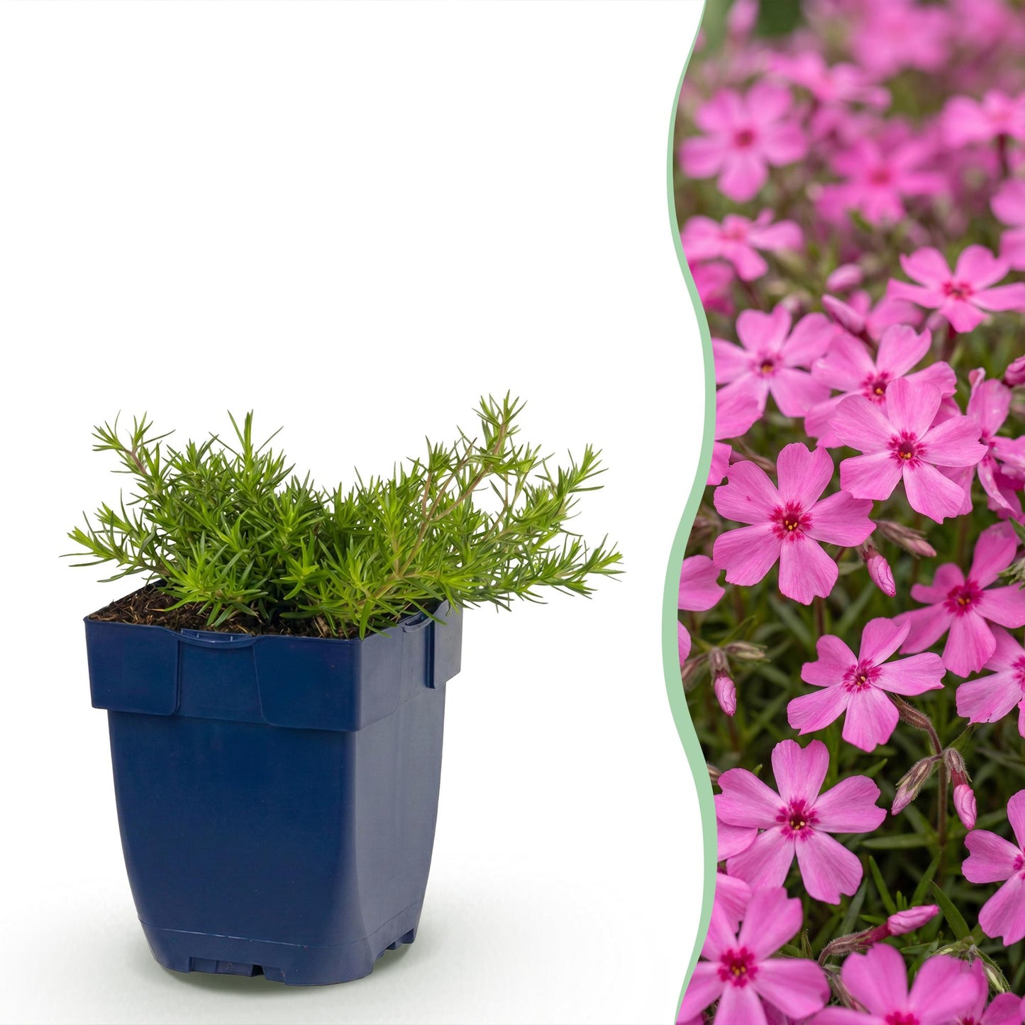 🌿 Phlox subulata 'MacDaniel's Cushion' – Donkerroze Vlambloem | 3 stuks