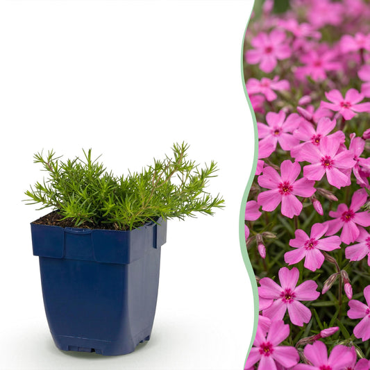🌿 Phlox subulata 'MacDaniel's Cushion' – Donkerroze Vlambloem | 3 stuks