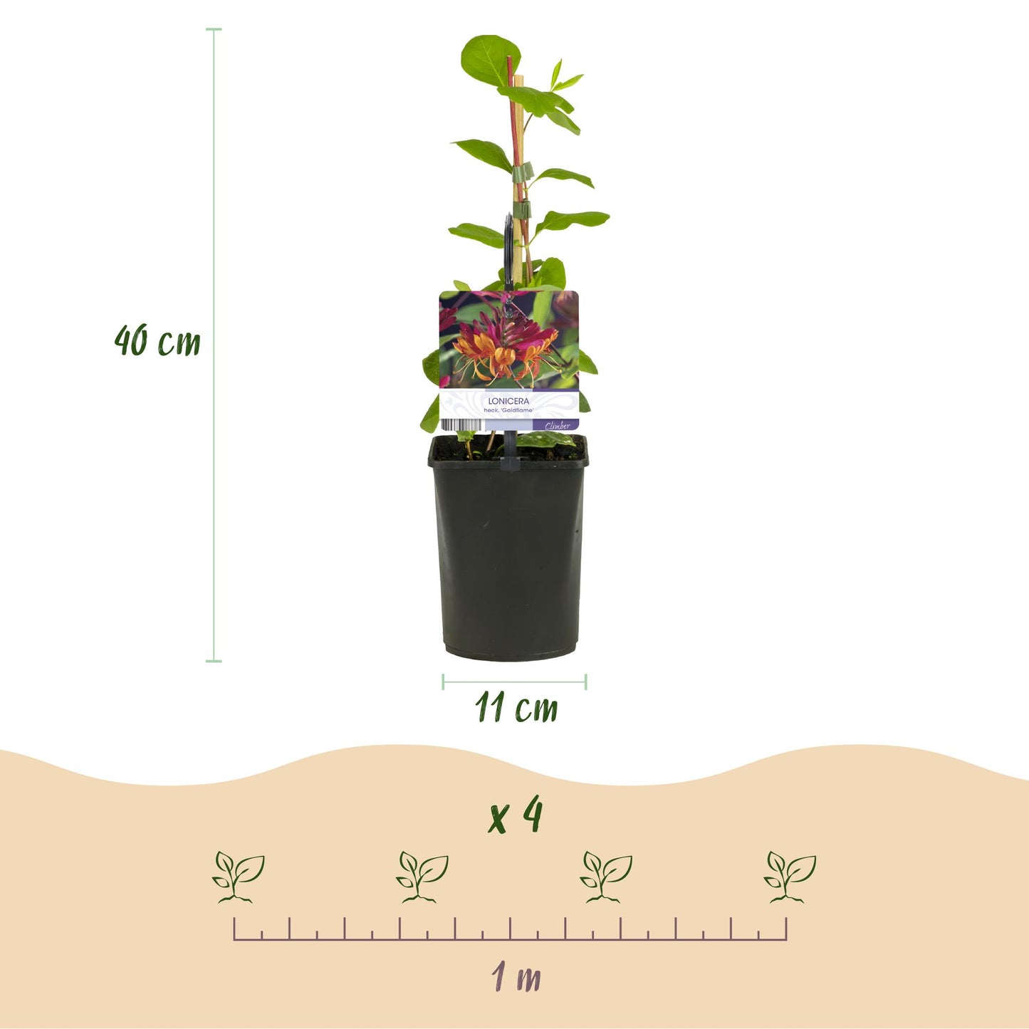🌈 Klimplanten Mix ‘Rainbow’ (4 Stuks)