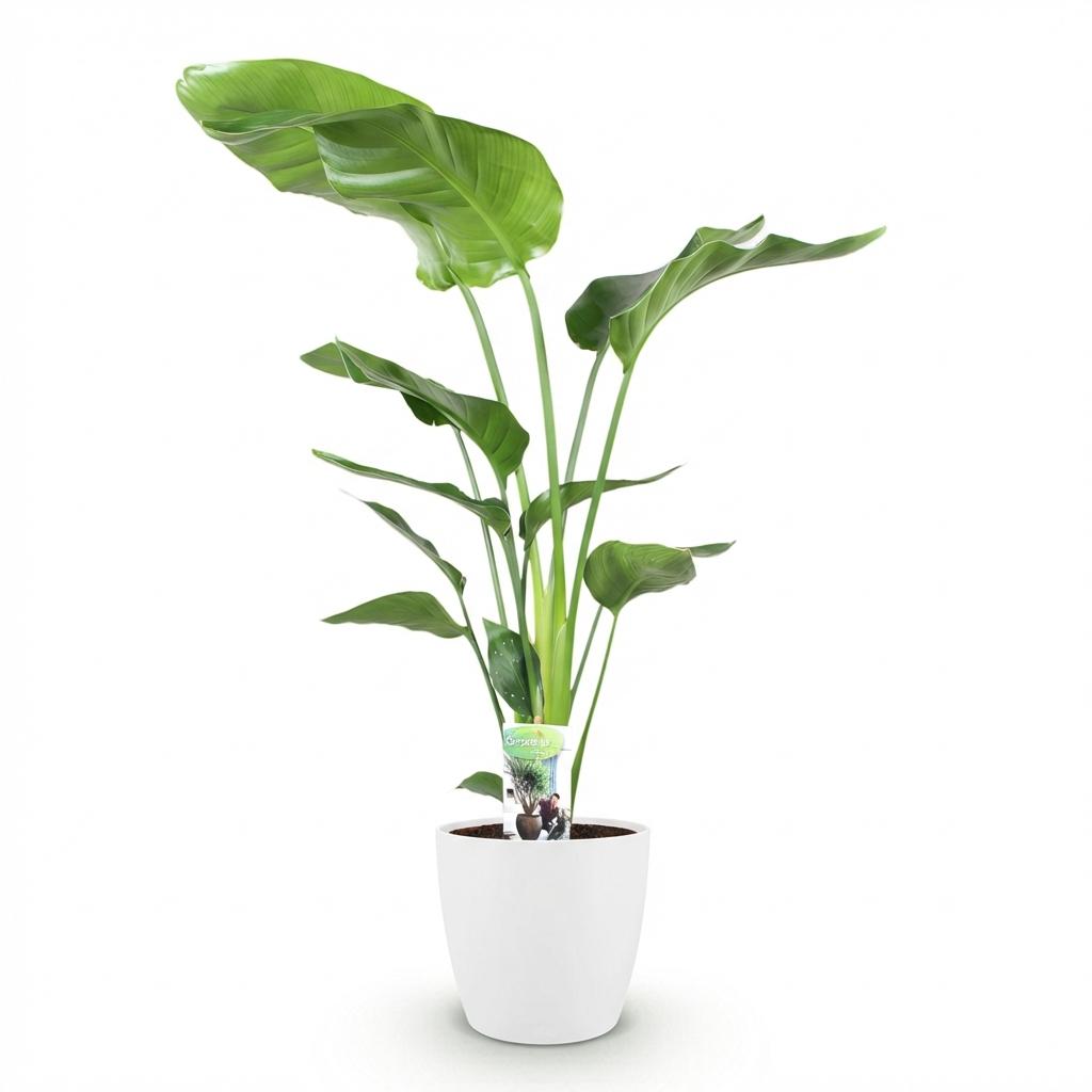 🌿 Strelitzia nicolai – Paradijsvogelplant
