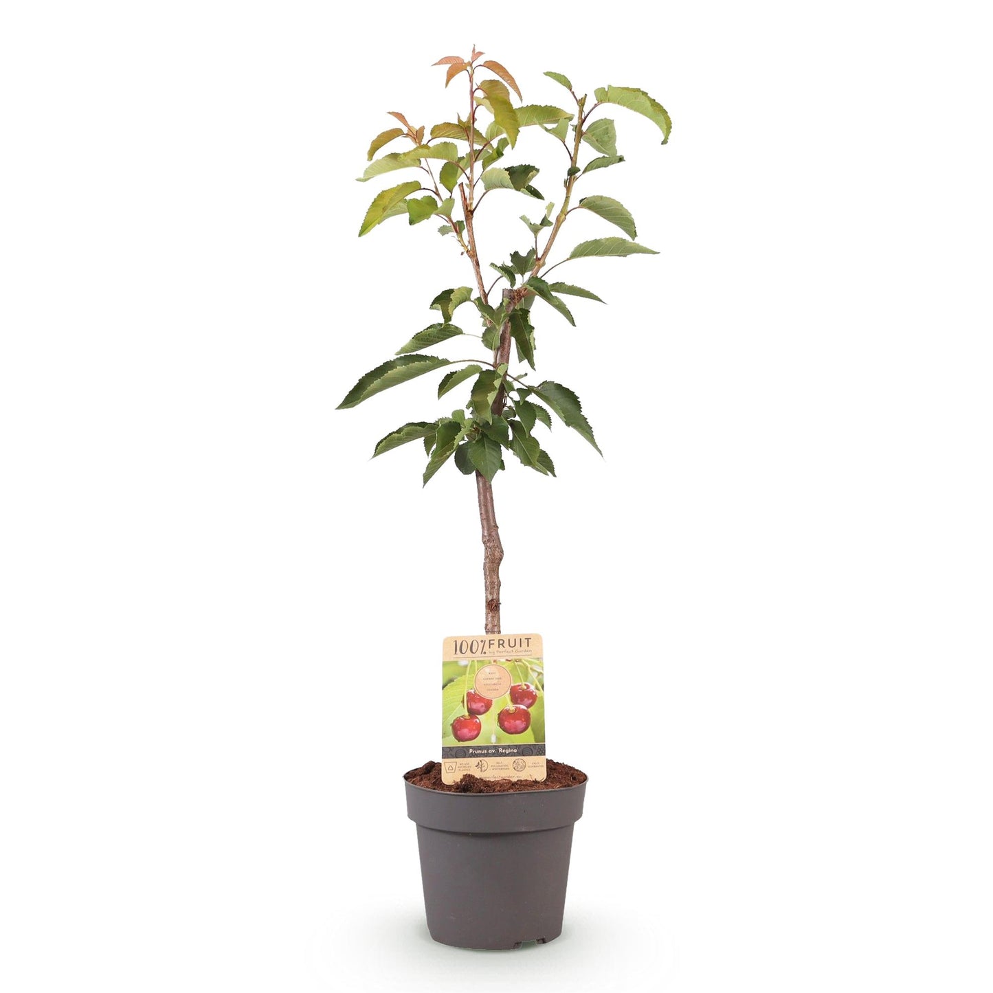 🍒 Prunus avium ‘Regina’ – Kersenboom