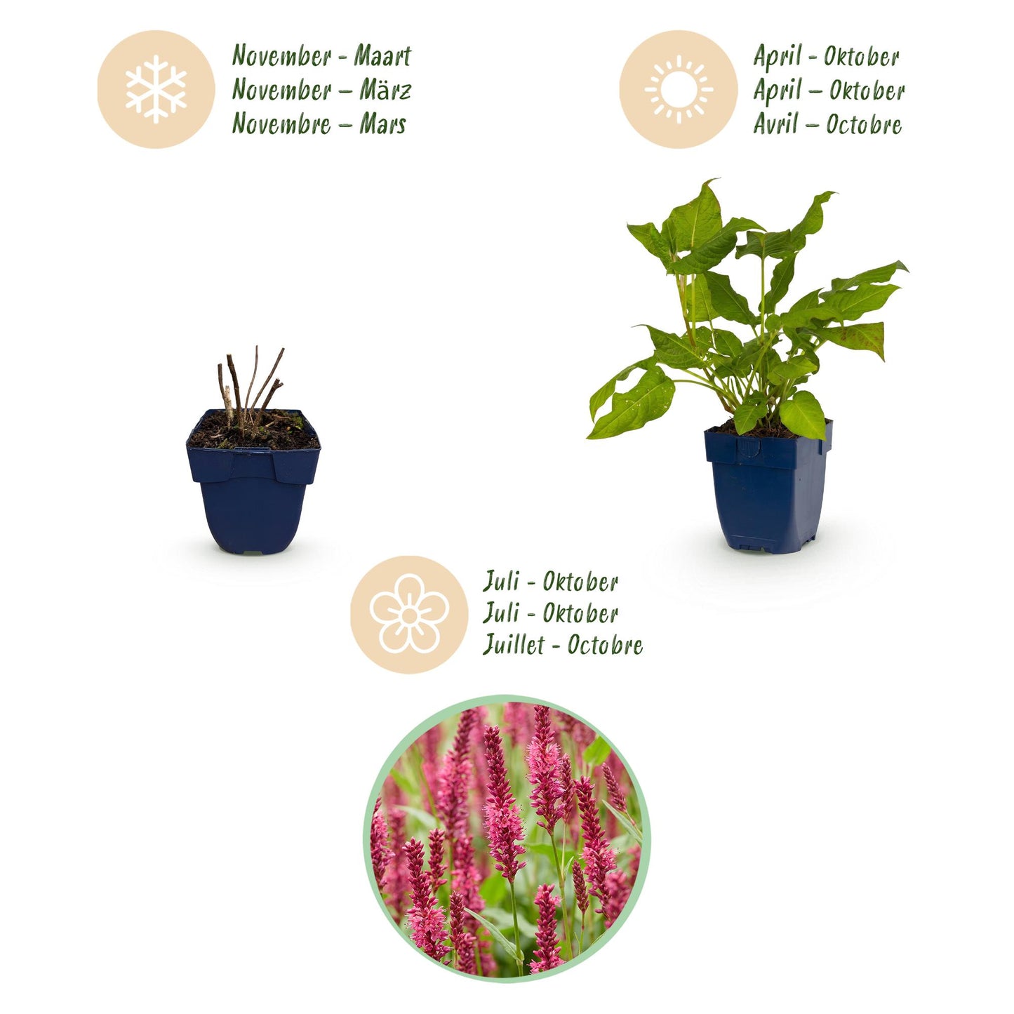 🌿 Persicaria amplexicaulis – Duizendknoop | 3 stuks