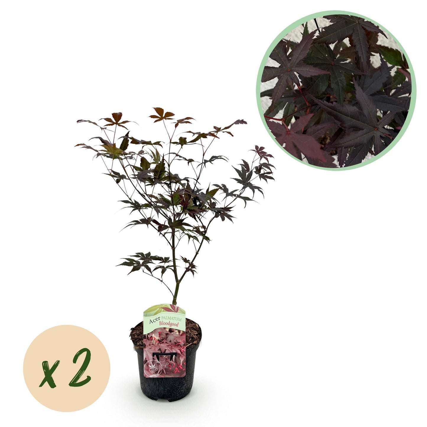 🌳 Acer palmatum ‘Bloodgood’ – Japanse Esdoorn (2 Stuks)