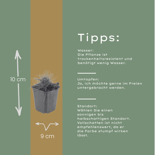 🌾 Festuca gautieri | Zwenkgras (24 Stuks)