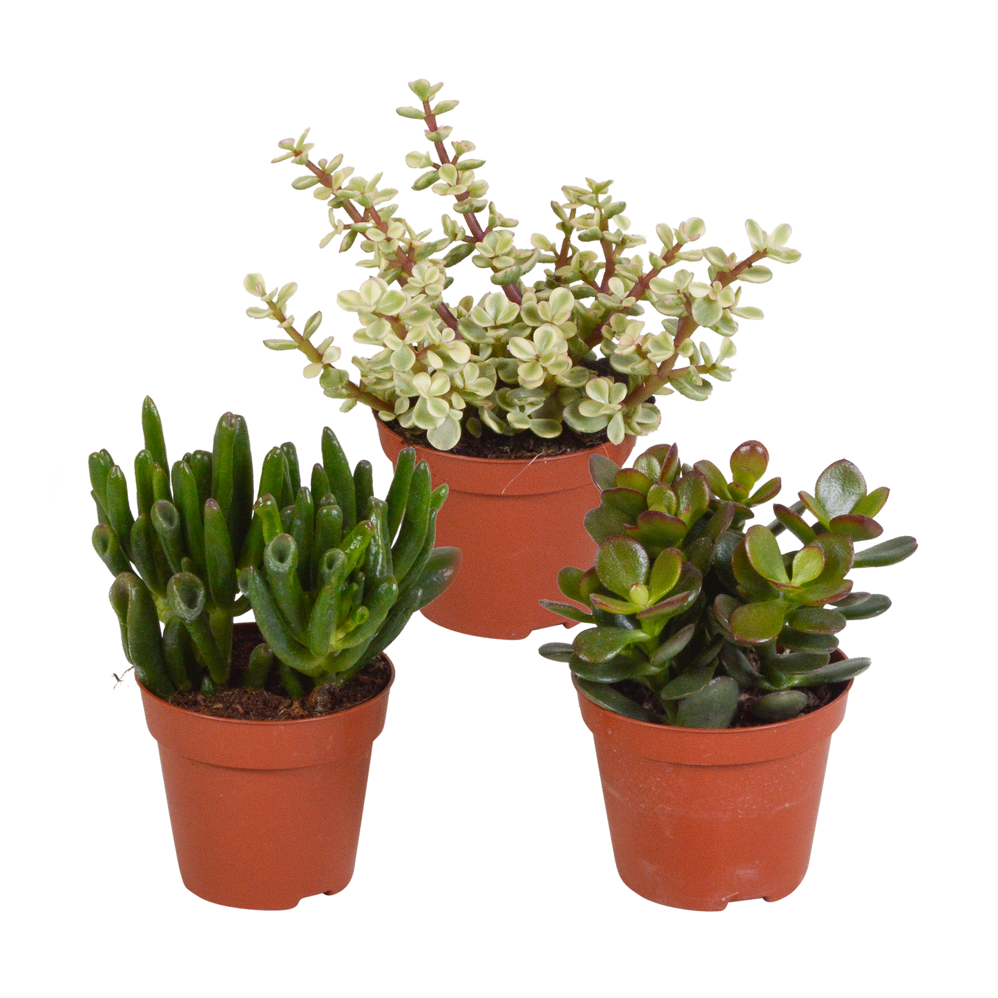 🌵 Crassula Mix Zonder pot (3 stuks)