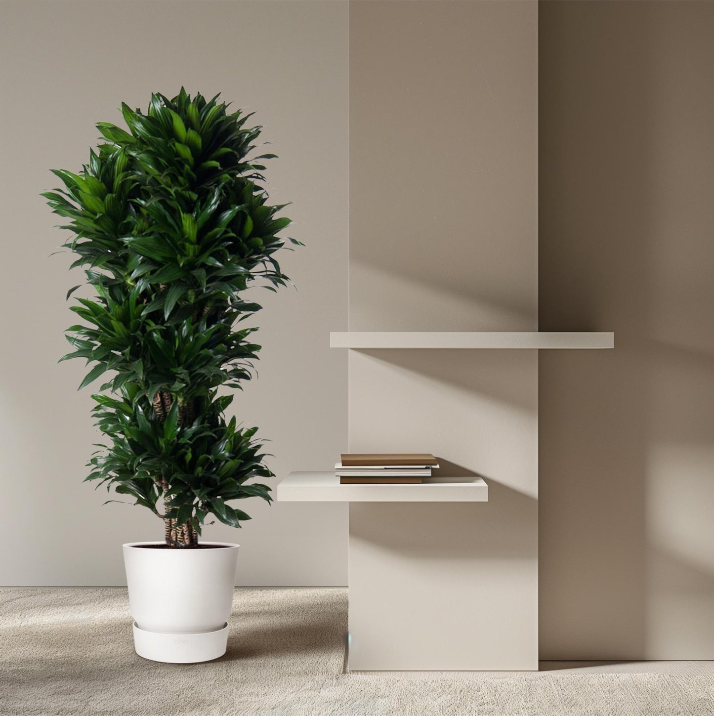 🌿 Dracaena Compacta | Grote Luchtzuiverende Kamerplant